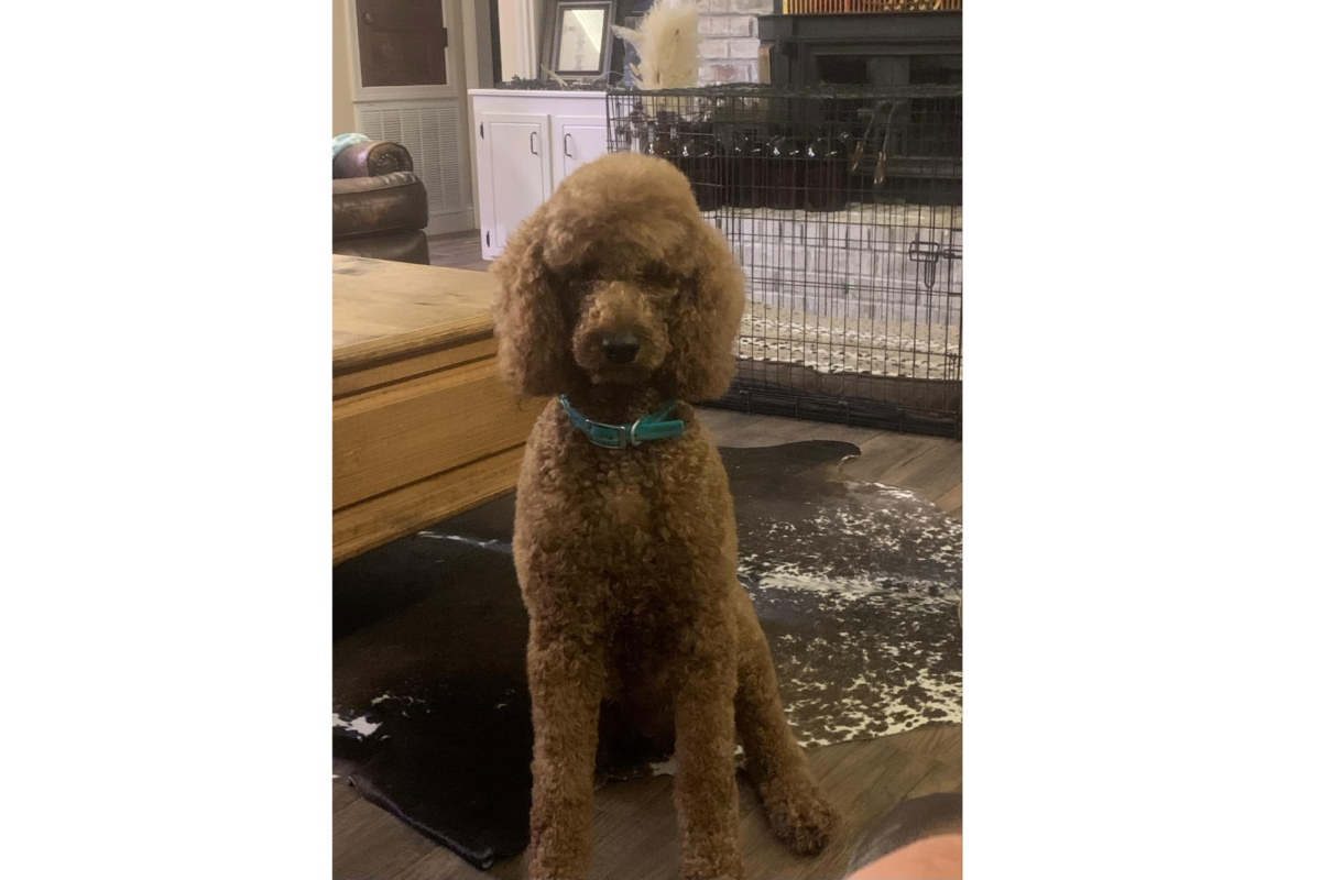 Lucy the Poodle, in her new home after being on the run for nearly a week.